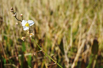 Wildflower subject in Everglades