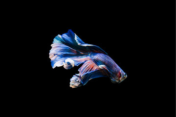 Tail of thai fighting fish.Capture the moving moment of white siamese fighting fish isolated on black background, Betta splendens,Gifts for Arabs,Thailand Culture be alive,Gifts for Europeans