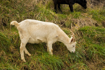 Obraz na płótnie Canvas Goat outside during the day time in Tasmania.