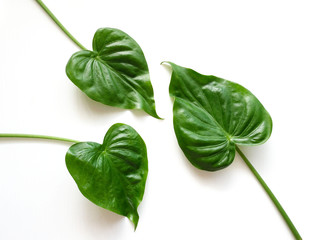 Tropical green leaves leaf branches on white background. flat lay top view