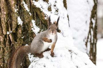 little squirrel sitting on tree trunk covered with snow in winter forest