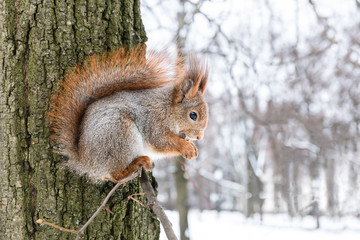 red squirrel with bushy tail sitting on tree branch on blurred snowy winter forest background