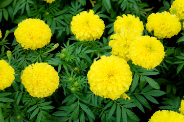 marigold