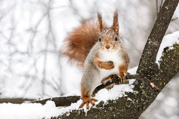 curious fluffy squirrel sitting on tree branch against snowy winter park background