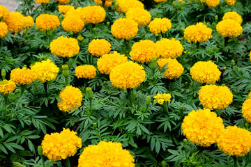marigold