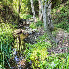 A quiet mountain stream in the shady gorge