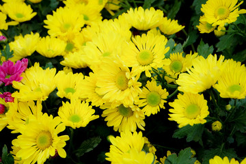  chrysanthemum