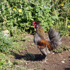 portrait of a rooster