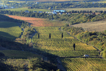 The vineyards of Crimea