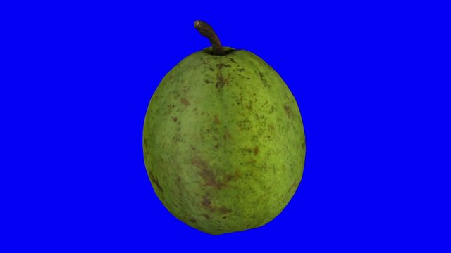 Realistic render of a rotating guava on blue background. The video is seamlessly looping, and the 3D object is scanned from a real fruit.
