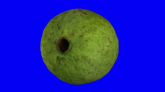 Realistic render of a rotating guava on blue background. The video is seamlessly looping, and the 3D object is scanned from a real fruit.
