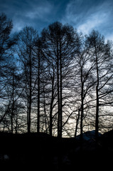 Fototapeta premium Grove in early morning