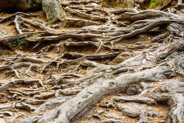 Roots of old trees on hiking trail in Russian reserve Stolby Nature Sanctuary. Near Krasnoyarsk