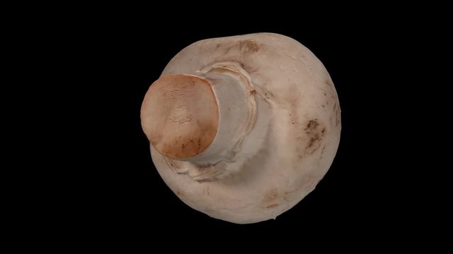 Realistic render of a rotating white (champignon) mushroom on black background. The video is seamlessly looping, and the 3D object is scanned from a real mushroom.
