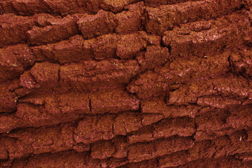 Texture of a tree from mahogany.