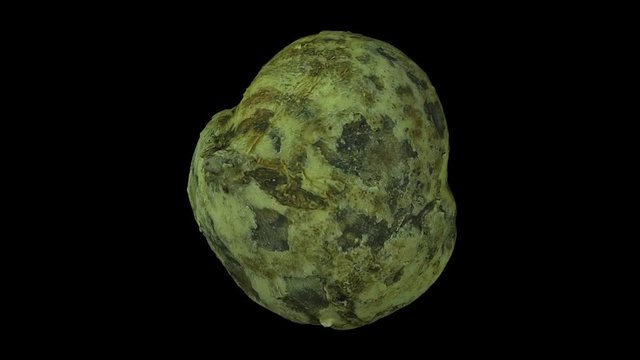 Realistic render of a rotating Mexican Turnip (Jicama) on black background. The video is seamlessly looping, and the 3D object is scanned from a real mexican turnip.
