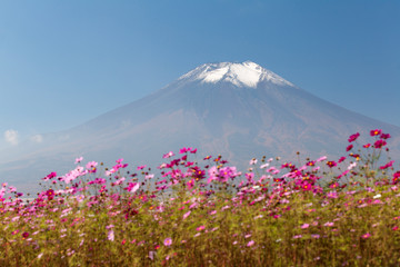 Obraz premium Field of cosmos flowers and Mountain Fuji in autumn season at Yamanakako Hanano Miyako Koen