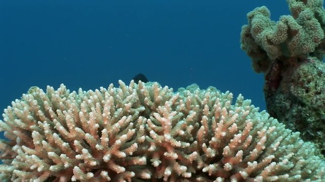 Underwater relax video about coral reef of Red sea. Bright marine nature.