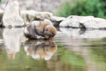 Jigokudani Monkey Park , monkeys bathing in a natural hot spring at Nagano , Japan