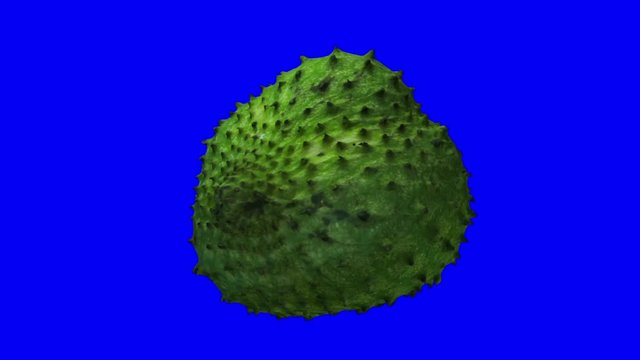 Realistic render of a rotating soursop (graviola) on blue background. The video is seamlessly looping, and the 3D object is scanned from a real soursop.
