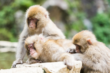 Jigokudani Monkey Park , monkeys bathing in a natural hot spring at Nagano , Japan