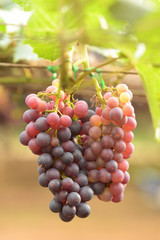 Red ripe grapes in the garden 