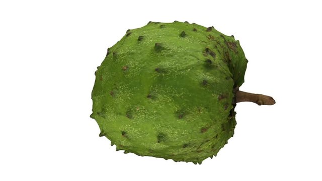 Realistic render of a rotating soursop (graviola) on white background. The video is seamlessly looping, and the 3D object is scanned from a real soursop.
