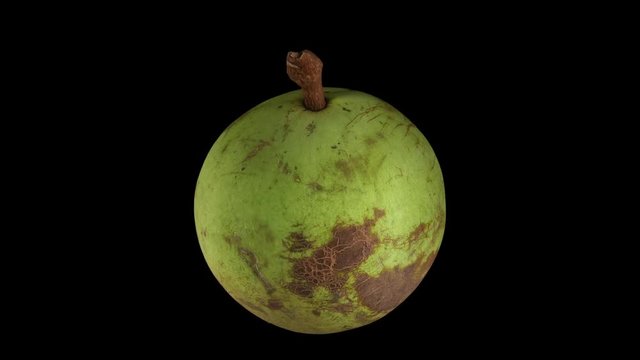Realistic render of a rotating star apple (green skin variety) on black background. The video is seamlessly looping, and the 3D object is scanned from a real star apple.
