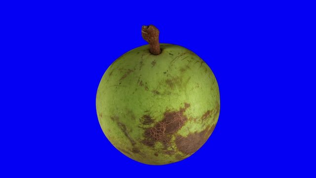 Realistic render of a rotating star apple (green skin variety) on blue background. The video is seamlessly looping, and the 3D object is scanned from a real star apple.
