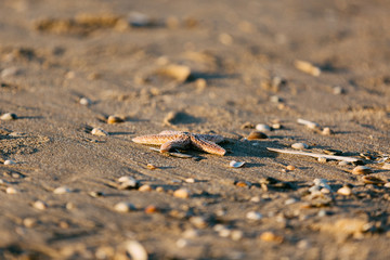 In Zaandvort at the beach