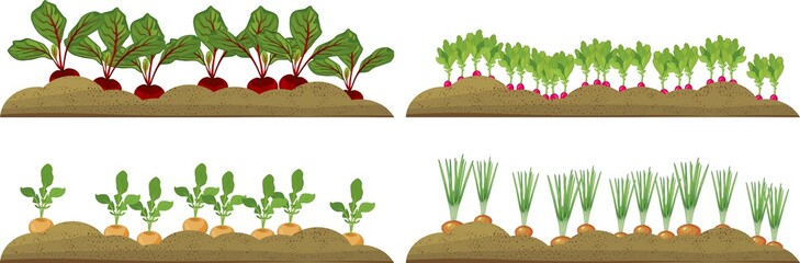 Vegetable plots with different root vegetables - obrazy, fototapety, plakaty