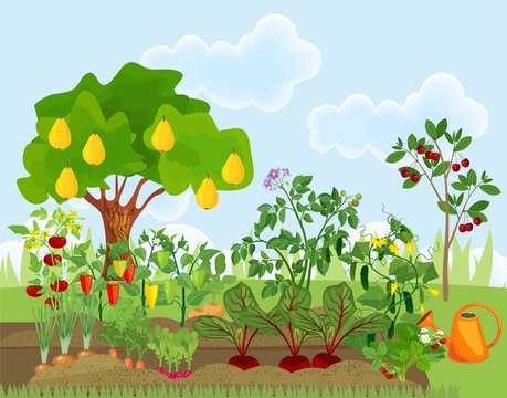 Garden with different vegetables and fruit trees. Garden in the summer