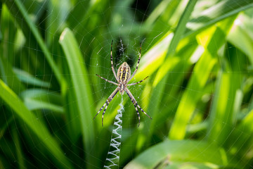 spider wove spider webs