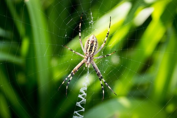 spider wove spider webs