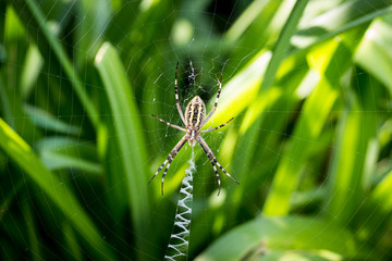 spider wove spider webs