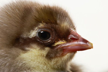 one fluffy chicken