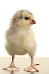 one fluffy chicken
