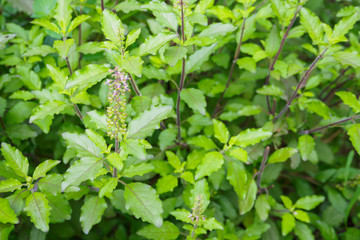 Holy basil or Sacred basil in organic garden