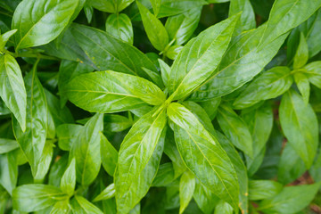 fresh Thai herbal medicine plant leaves Andrographis paniculata