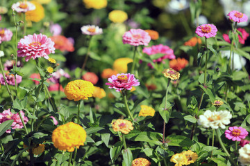 bright flower-bed