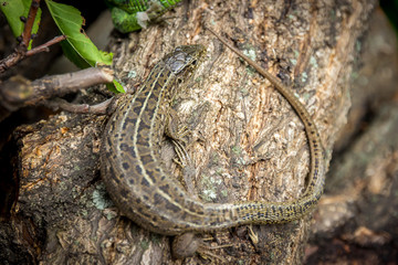 the lizard creeps along the branches