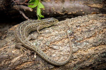 the lizard creeps along the branches