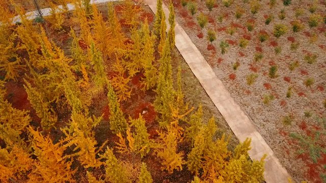 Autumn, yellow ginkgo trees. Aerial video video
Mount Lu scenic area in Jiangxi, China