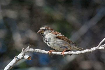 House Sparrow Passer domesticus sitting on a branch