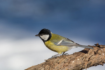 The great tit (Parus major) is a passerine bird in the tit family Paridae