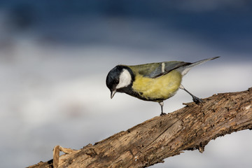 The great tit (Parus major) is a passerine bird in the tit family Paridae