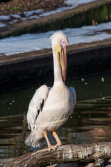 Pink Pelican in the wild. Disappearing species of feathered animals.