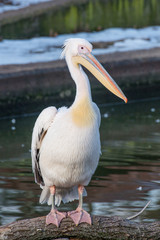 Pink Pelican in the wild. Disappearing species of feathered animals.