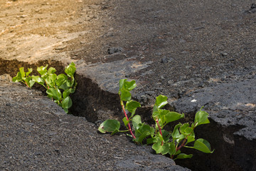 Young plant growing in the cracked soil in stone. At light with. New life growth ecology business financial concept.