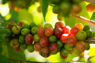 red   coffee beans on trees